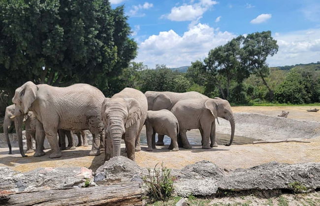 Excursion au parc zoologique Africam Safari - Photo 4