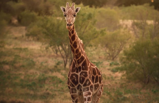 Blue Hills Ranch - Foto 67