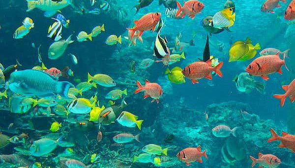 Paseo en barco de cristal - Foto 5, Peces en la bahía de San Andrés