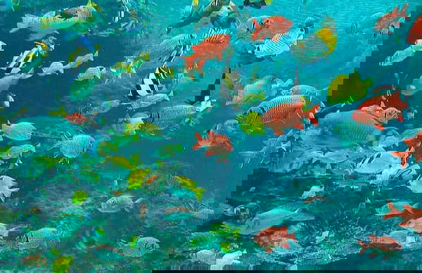 Paseo en barco con fondo de cristal - Foto 7