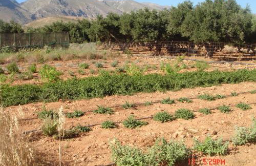 Zorbas Rooms - Photo 20