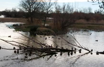 FONOLL MARÍ - ROSES FAR - Photo 22