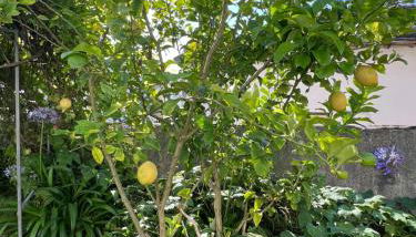 Casona Puerto de Vega - Foto 2, Garden