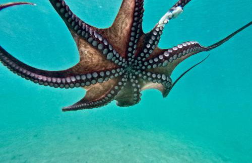 Mèna Mè - Casa vacanza - Salento - Foto 71