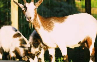 Casa Oliva - Casa da Serra - Foto 27