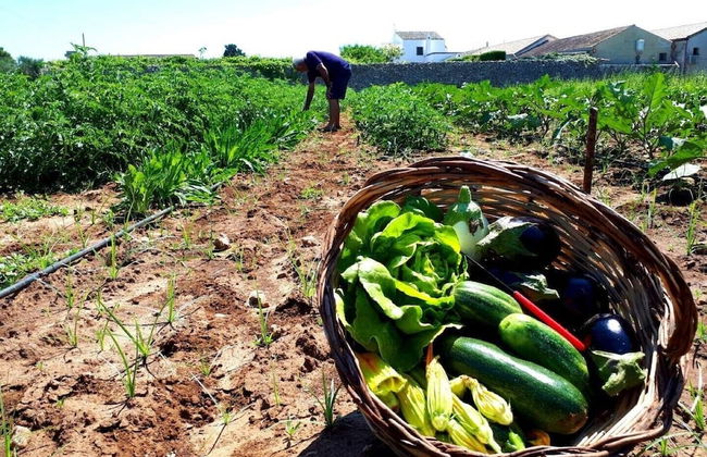 Masseria Costarella - Photo 33