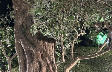 La Dimora degli ulivi - Foto 57