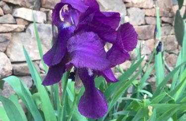 Maison Lily en Provence - Gonfaron - 4ch - Foto 12