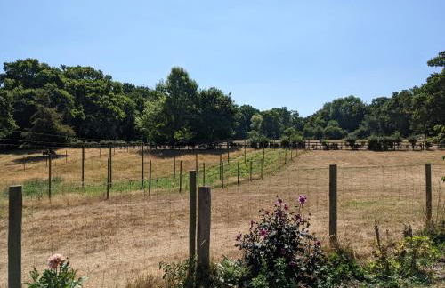 Cabin in the Forest - Foto 11