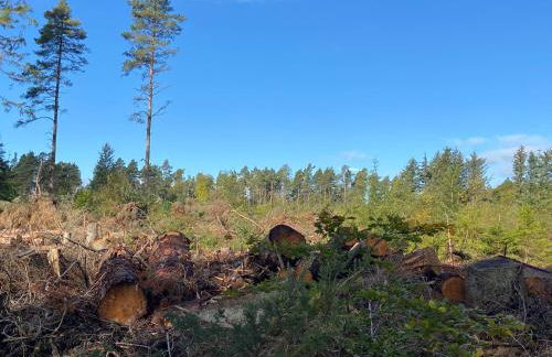 The Cabins at Redroofs - Photo 30