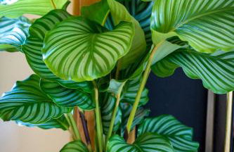 2 Bed in Bwlchtocyn oc-brynxx - Foto 20