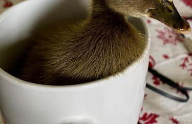 Casa los Patos en Santillana Del Mar - Foto 46