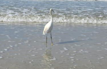 Apartamento Residencial Mar Azul - praia de Palmas - Governador Celso Ramos-SC - Photo 29