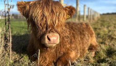 Hedgehog's Nest - Foto 3