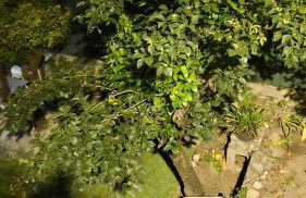 pietranera village terrasse vue exceptionnelle sur la mer - Foto 4