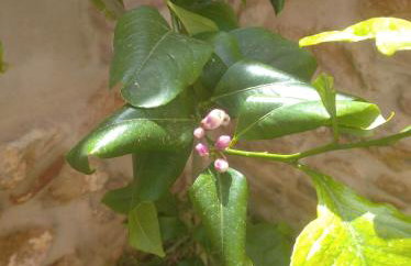 Casa Rural Sierra Guadalcanal - Foto 19