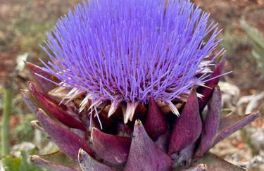 Masseria Voluzzi - Foto 37