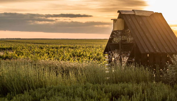 Jardins na adega Menade