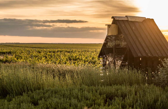 Visite du vignoble Menade - Photo 4