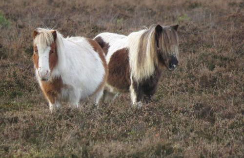 Perfect holiday Home from Home , three bedroom house for 5 guests - Foto 24