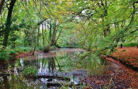Sea breeze lodge mudeford - Foto 14