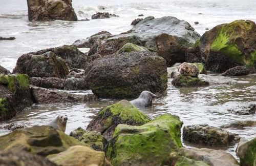 Swallow Cottage - Foto 16