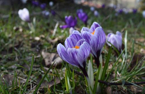 Ferienwohnung Am Golfplatz - Foto 17
