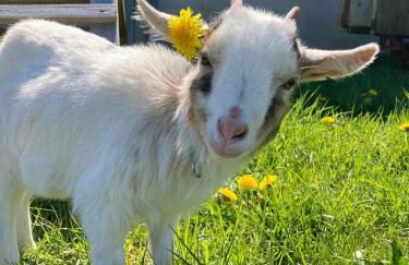 Ferienhof Hirsch - Foto 22