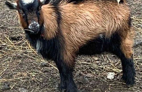 Fairytale: Hot Tub & Trout Stream & Petting Zoo? - Foto 39