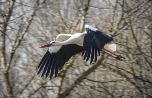 Holiday Home Oderhäuschen by Interhome - Photo 6