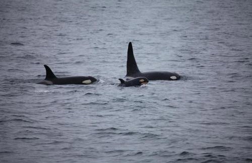 West Horizon holiday cottage - Foto 8