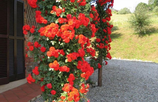 Verdidea - Podere Contignano - Photo 64