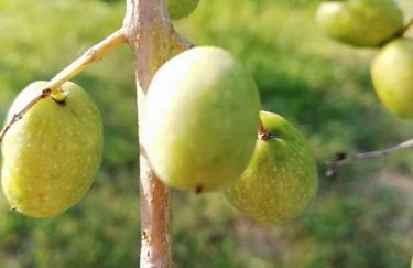 Motovun Bellevue - amazing view, comfortable - Foto 44