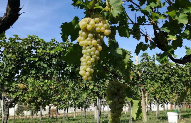 Agriturismo Tonutti - Foto 21