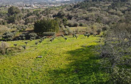 Refúgio das Tílias - Photo 29