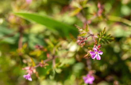 Maloca' Robretières - Photo 21