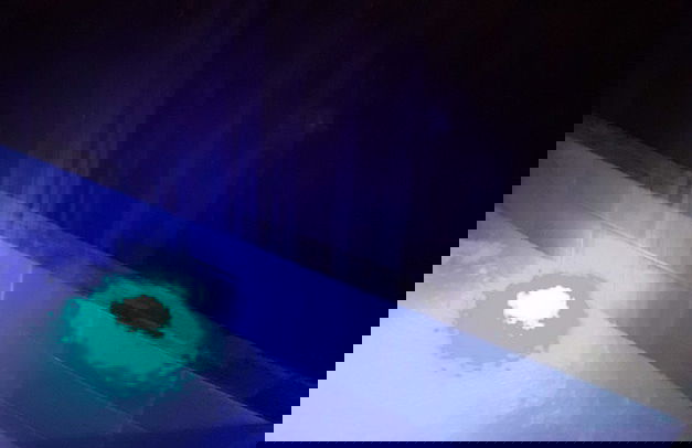 Max Garden and Pool - Photo 52