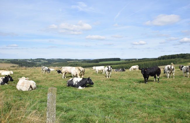 Holiday Home in Hotton Near Caves of Hotton - Foto 28