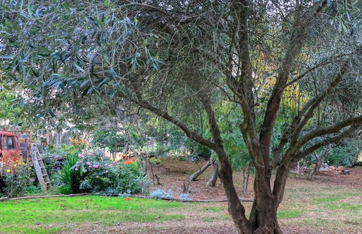 Boat Harbour Garden Cottages - Foto 47