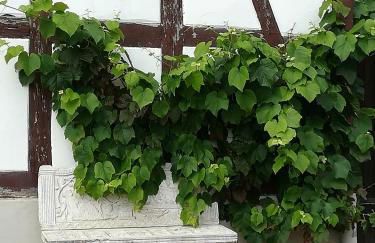 Ferienhaus Bine - Foto 23