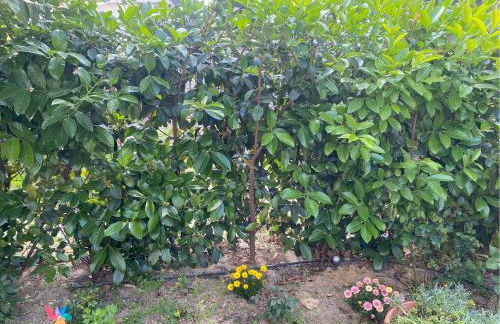 Casa Marylu con giardino - Foto 20