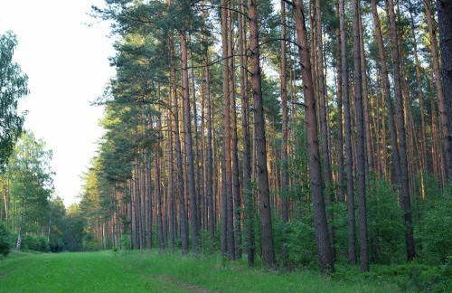 Elite-Ferienhaus mit Garten in Spreenhage - Foto 18