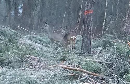 Starkowo pod lasem - Foto 39