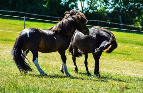 Ostseebauernhof Schönhagen - Foto 38