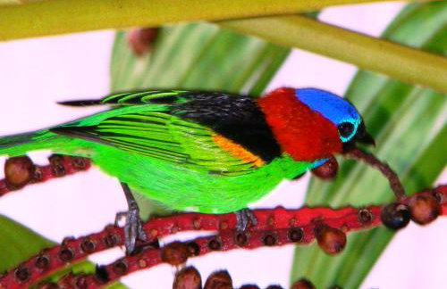 Recanto Tangara - Casa - Praia do Felix - Foto 21