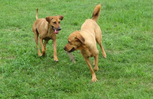 Ostseeferienhaus oberes Apartment - Foto 44