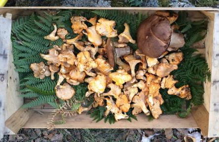 RIBES - Chalet Gîte au coeur de la nature - Foto 36