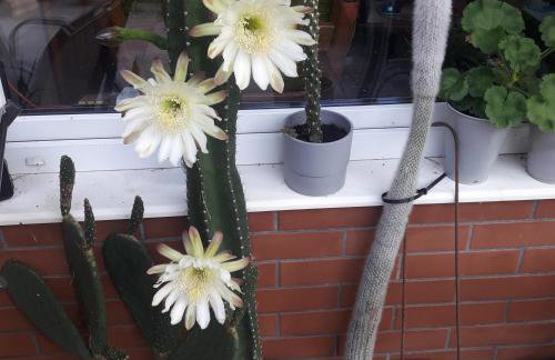 Ośrodek Wypoczynkowy Jaszczurka - Foto 46