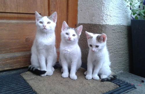 Ferienhof-Fink-Ferienwohnung-Sonnenblume - Foto 6