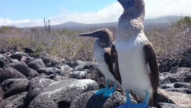 Lobos Island + Snorkeling Tour - Foto 2